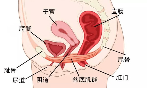 产后修复